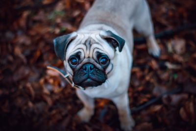 Portrait of a dog