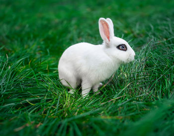 Rabbit on grassy field