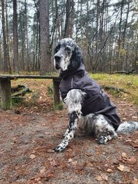 Dog sitting in a forest