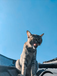 Low angle view of cat against blue sky