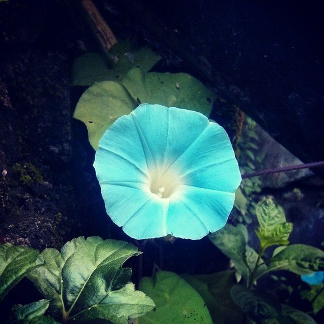 leaf, flower, fragility, growth, freshness, beauty in nature, single flower, petal, flower head, plant, nature, close-up, water lily, green color, blooming, purple, high angle view, blue, in bloom, outdoors