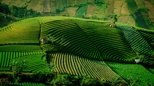 Beautiful terraced hill garden onions