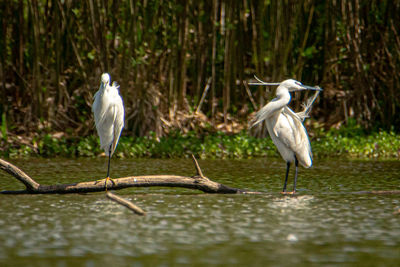 Birds on a lake