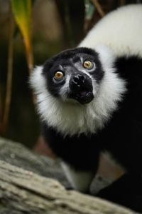 Close-up portrait of black monkey on tree