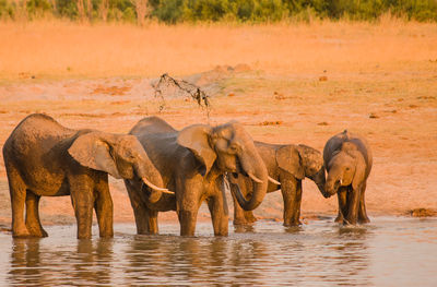 Elephants drinking water from lake