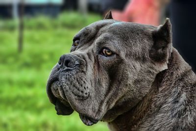 Close-up of dog