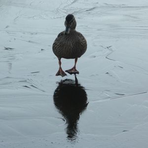 Bird standing in water