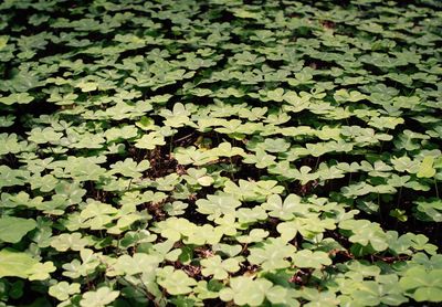 Full frame shot of leaves