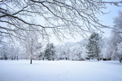 Bare tree on snow covered landscape