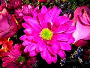 Close-up of pink flowers blooming outdoors