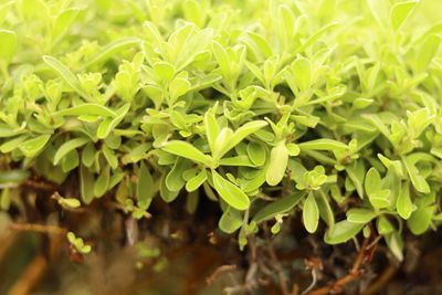 Close-up of plants growing on field