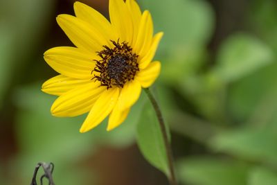 Close-up of yellow flower