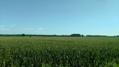 Scenic view of agricultural field against clear sky