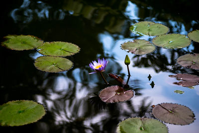 Close up of leaves floating on water