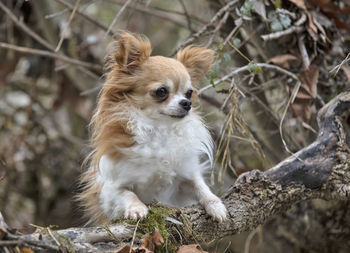 Portrait of a dog on tree