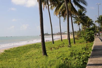 Scenic view of palm trees on beach against sky