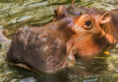 Close-up of hippopotamus swimming in lake