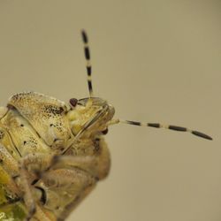 Close-up of insect against blurred background