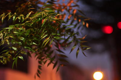 Close-up of leaves on tree at night