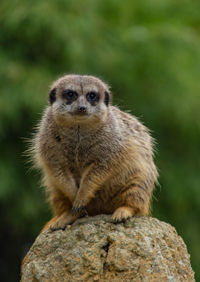 Portrait of squirrel on rock