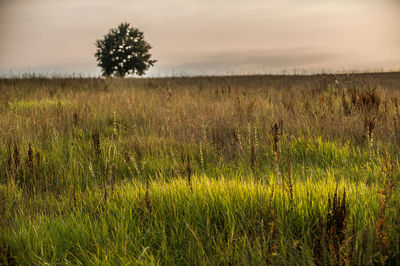 Scenic view of grassy field against sky