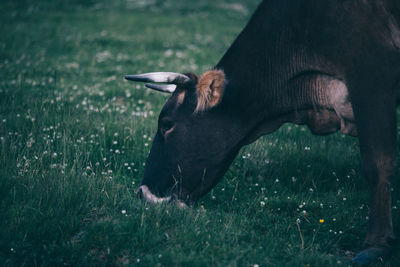 Close-up of horse grazing on field