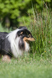 Tricolor adorable shetland sheepdog - sheltie portrait