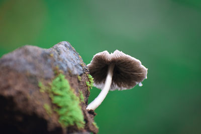 Close-up of mushroom growing outdoors