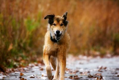 Portrait of dog standing on land