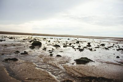 Flock of sheep on shore against sky