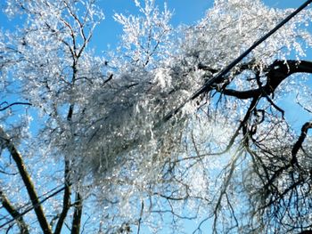 Low angle view of trees against sky during winter