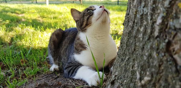 Cat lying on tree trunk