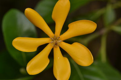 Kedah gardenia or golden gardenia flower