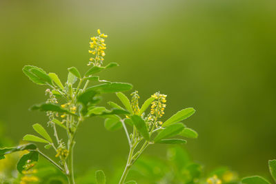 Close-up of insect on plant