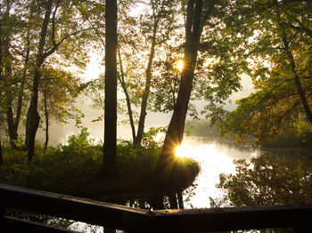 Sun shining through trees in forest