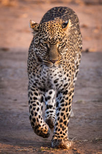 Leopard walking in savannah in golden light