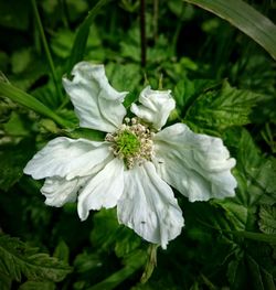 Close-up of white flowers