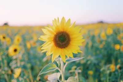 Close-up of sunflower blooming on field