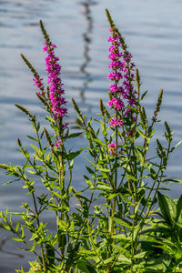 Close-up of pink flowering plant