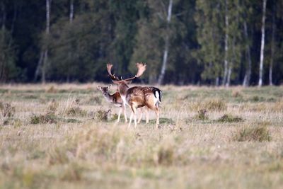 Male and female deer at kalvebod fælled near by copenhagen, denmark.