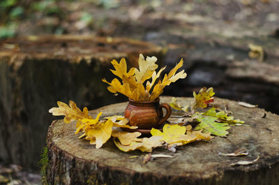 Close-up of yellow flowers on tree stump