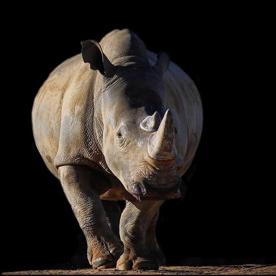 animal, animal themes, one animal, mammal, no people, vertebrate, black background, animal wildlife, rhinoceros, animals in the wild, studio shot, elephant, indoors, animal body part, night, nature, front view, close-up, animal representation, full length, animal head