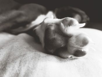 Close-up of cat sleeping