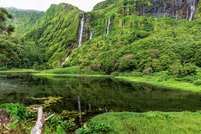 Scenic view of lake by trees in forest