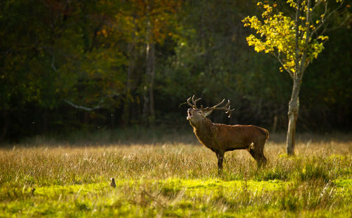 Deer on grassy field against trees