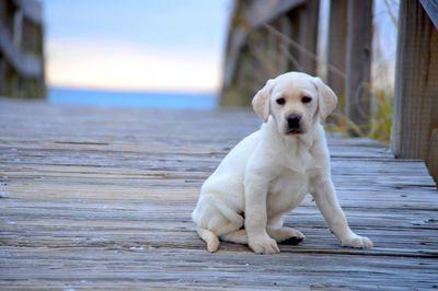 Portrait of dog sitting outdoors