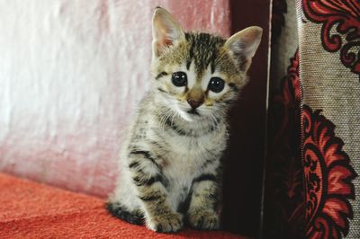 Close-up portrait of kitten on rug at home