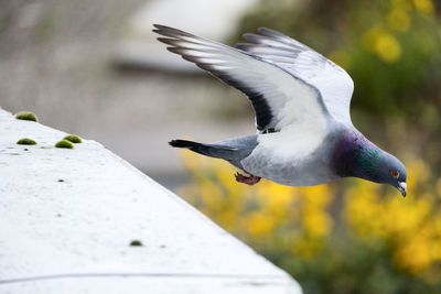 Close-up of bird flying against blurred background