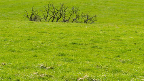 Full frame shot of trees on field