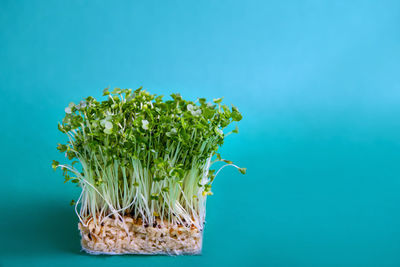 Close-up of fresh green plant against blue background